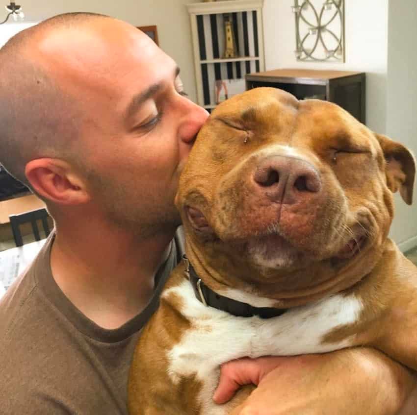 smiling pit bull