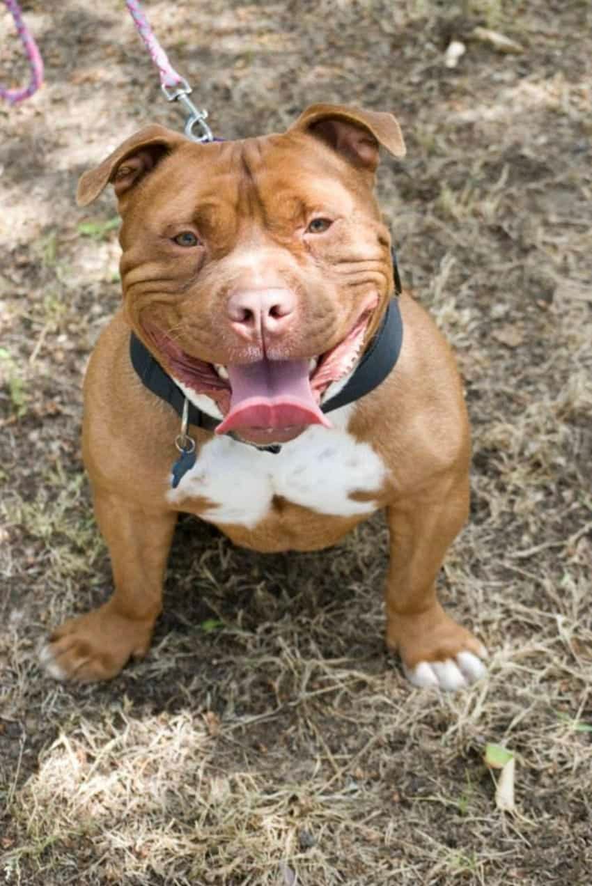 smiling pit bull