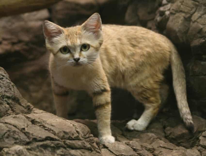 the sand cat reappears