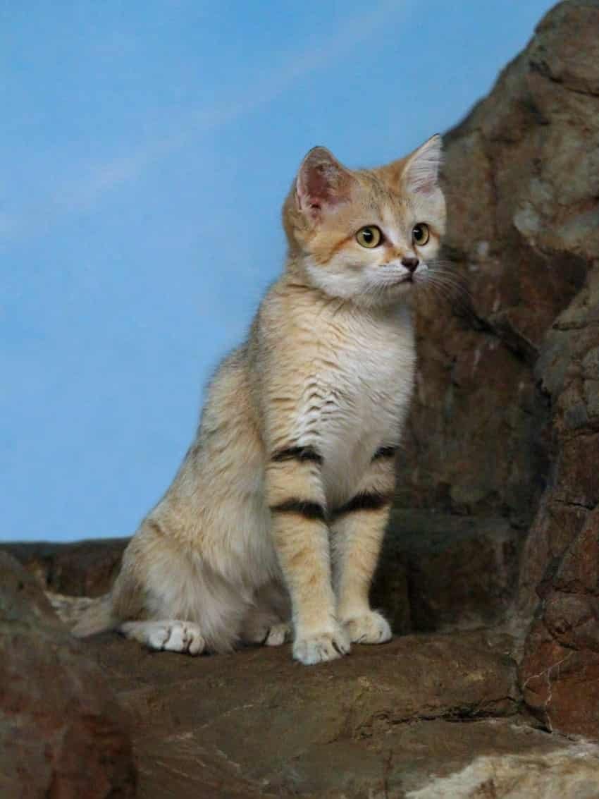 the sand cat reappears