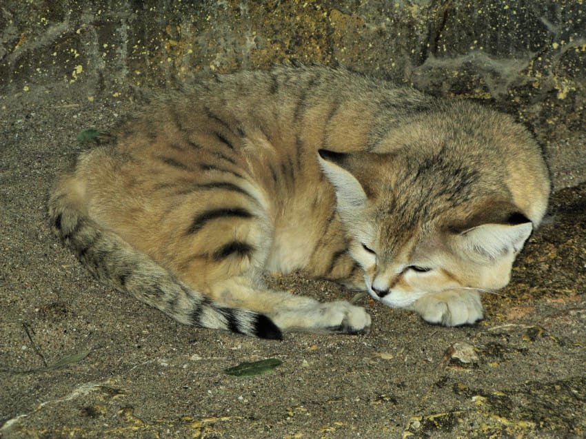 the sand cat reappears