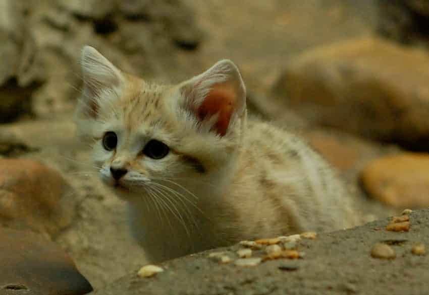 the sand cat reappears