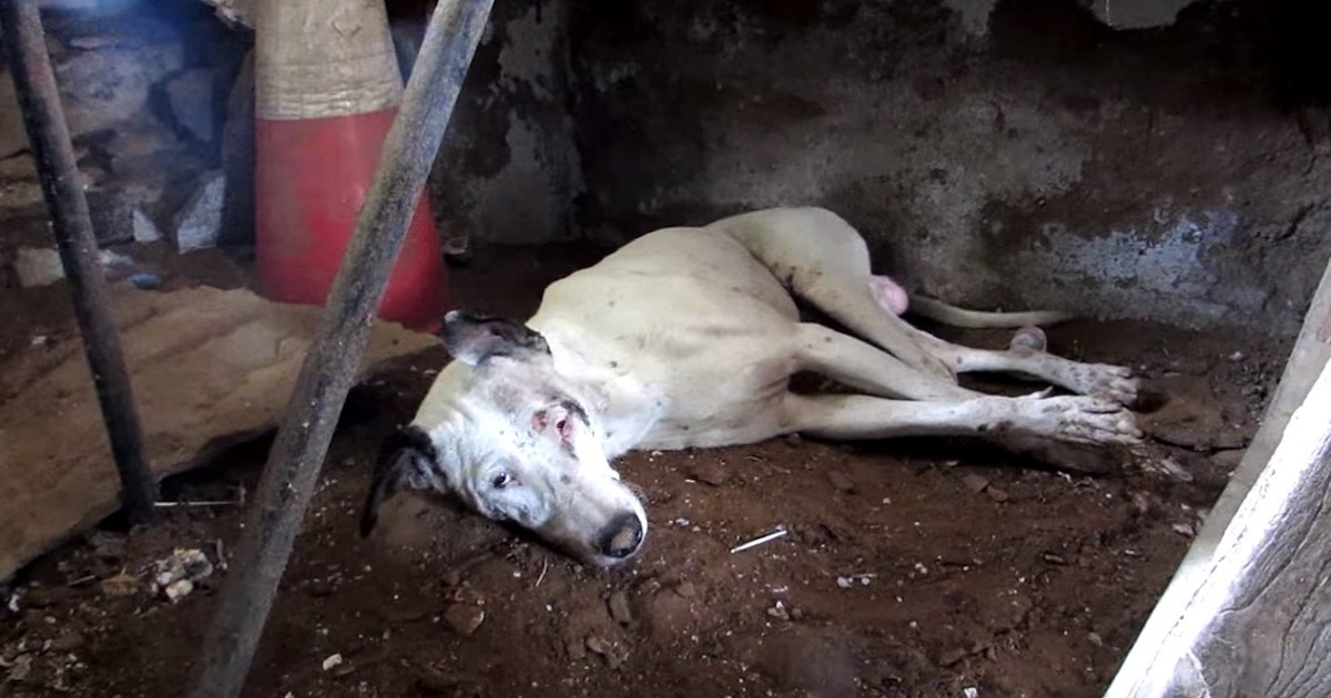 They Find A Broken Dog Waiting To Die, But His New Family Refuses To Give Up Hope