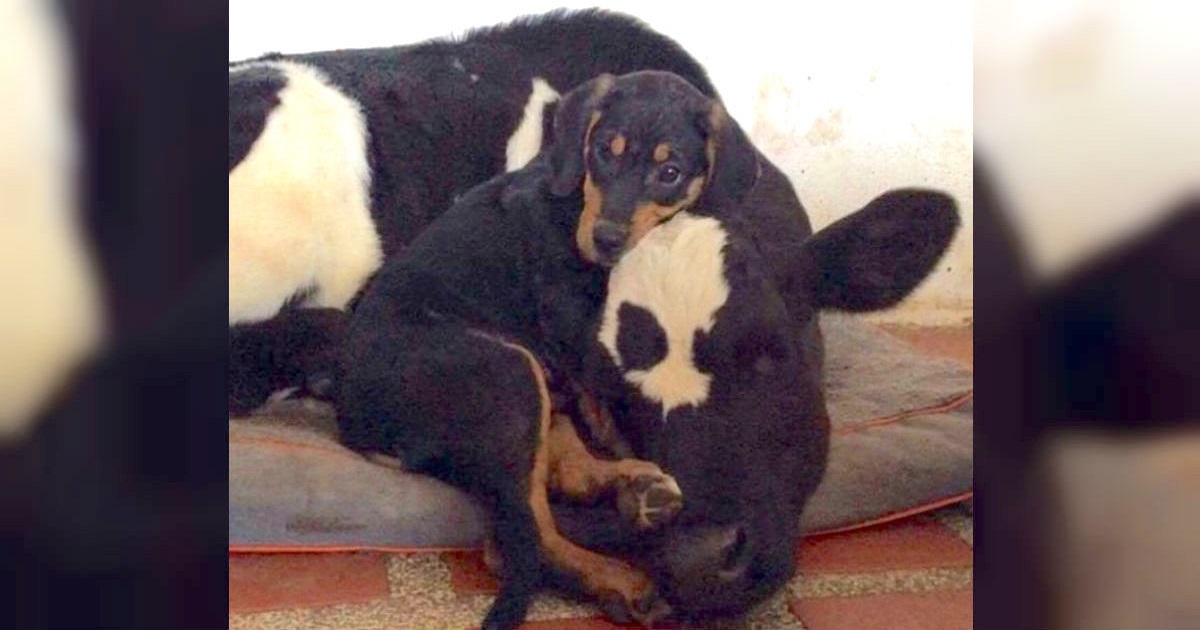 Abandoned Puppy And Veal Calf Form Inseparable Bond And Overcome Their Sad Pasts