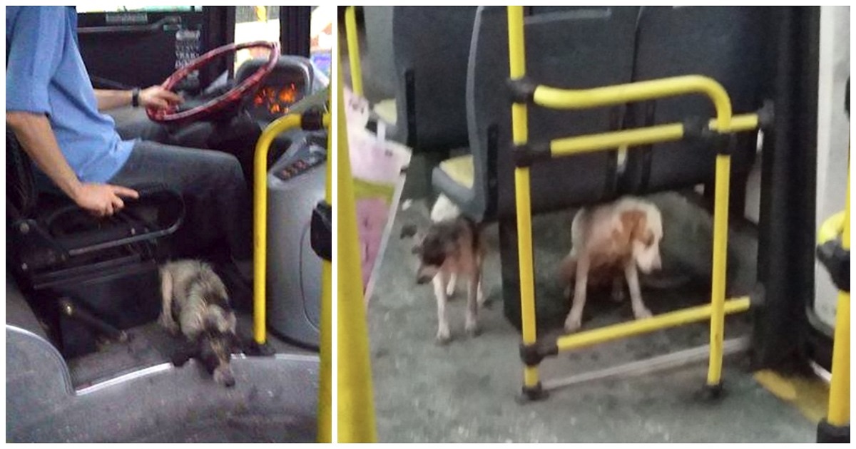 Bus Driver Spots Dogs Shivering In A Storm, So He Breaks The Rules And Brings Them On Board