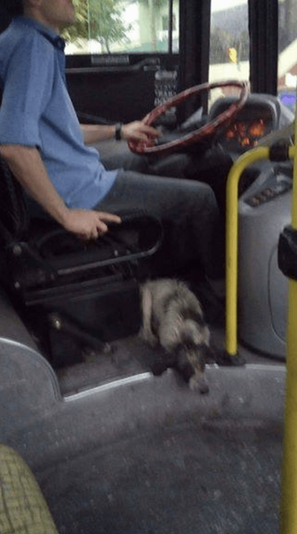 bus driver welcomes dogs