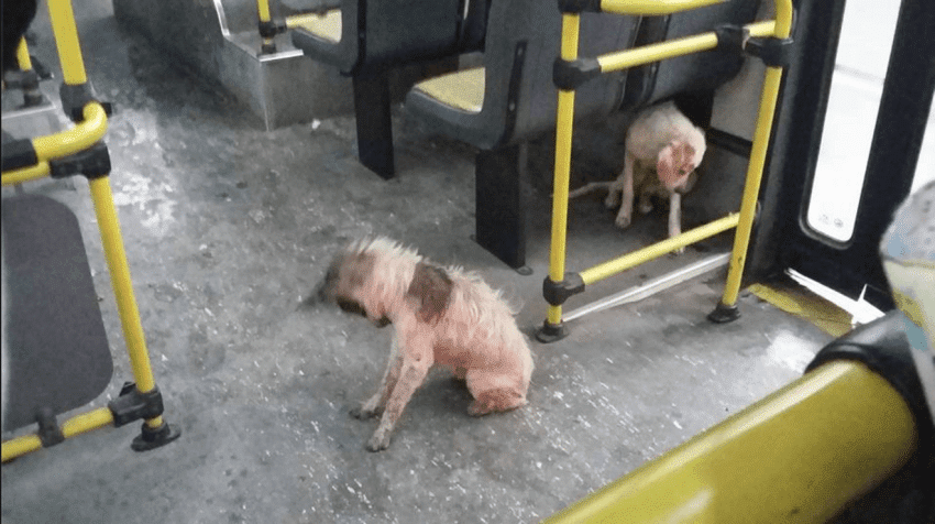 bus driver welcomes dogs