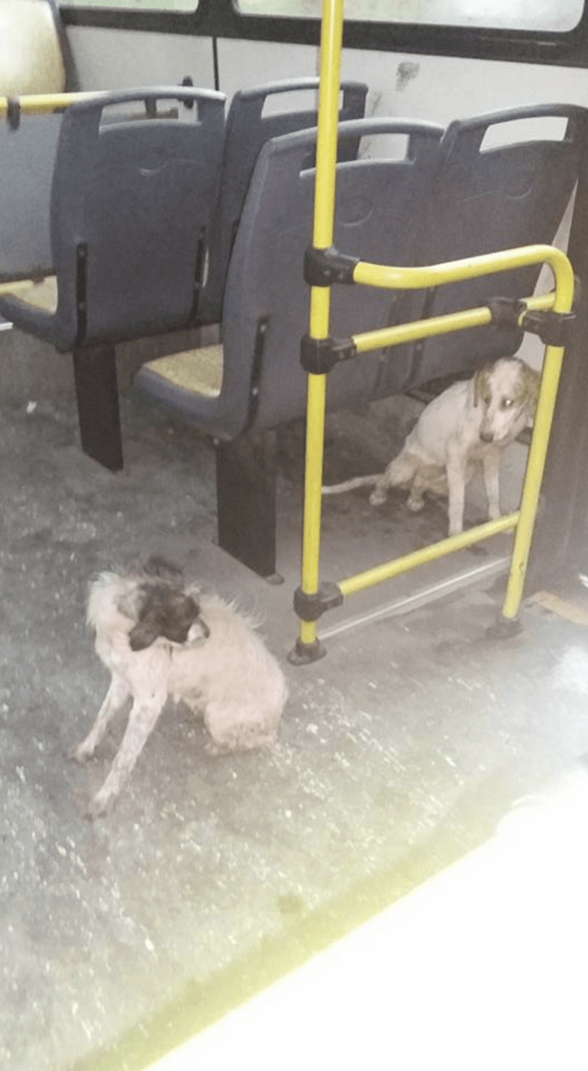 bus driver welcomes dogs