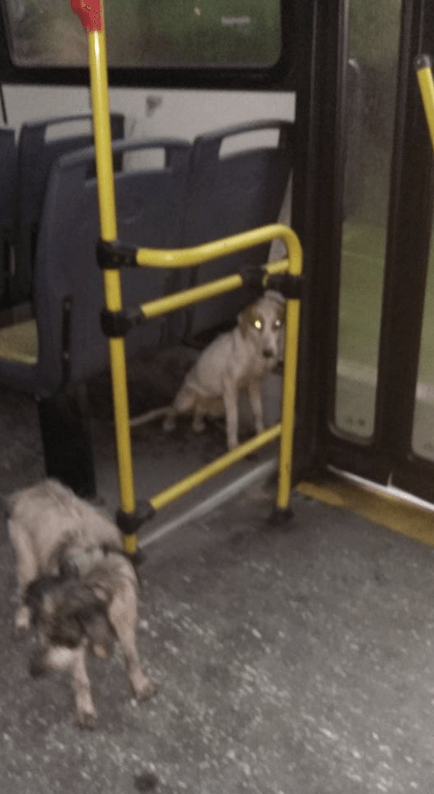 bus driver welcomes dogs