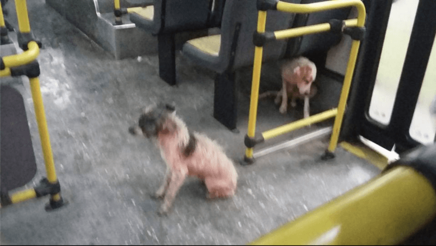 bus driver welcomes dogs