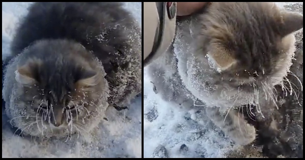 Couple Wonders Why Cat Out In The Cold Isn’t Moving, Then Realizes He’s Frozen In Place