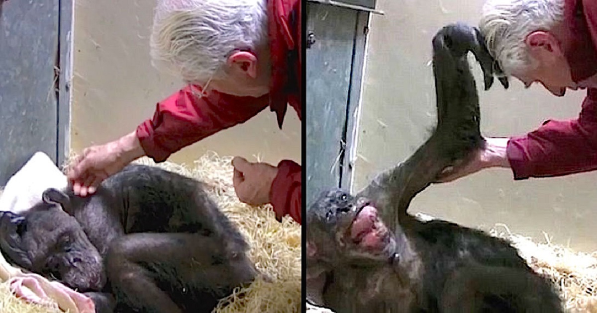 Dying Old Chimp Is Curled Up And Unresponsive Until She Sees Her Old Friend One Last Time