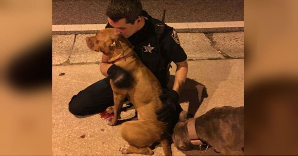 Cop Kneels In Street At Dawn To Comfort 2 Frightened, Abandoned Pit Bulls