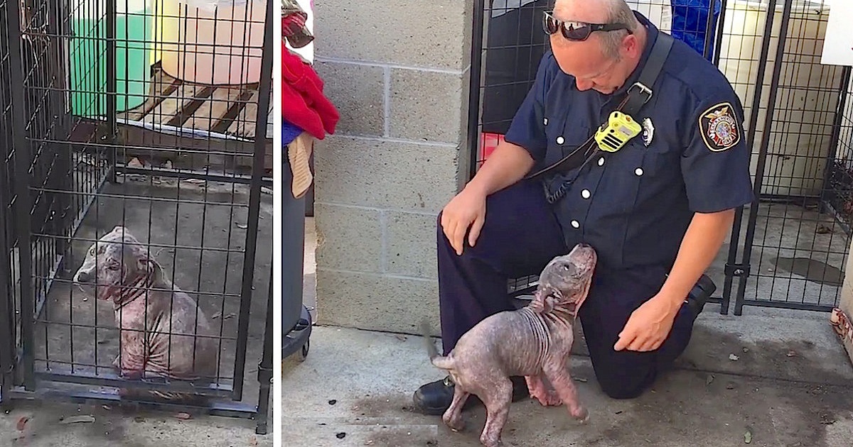 Puppy Is Sad At Shelter, Until She Reunites With The Firefighter Who Saved Her From Abuse