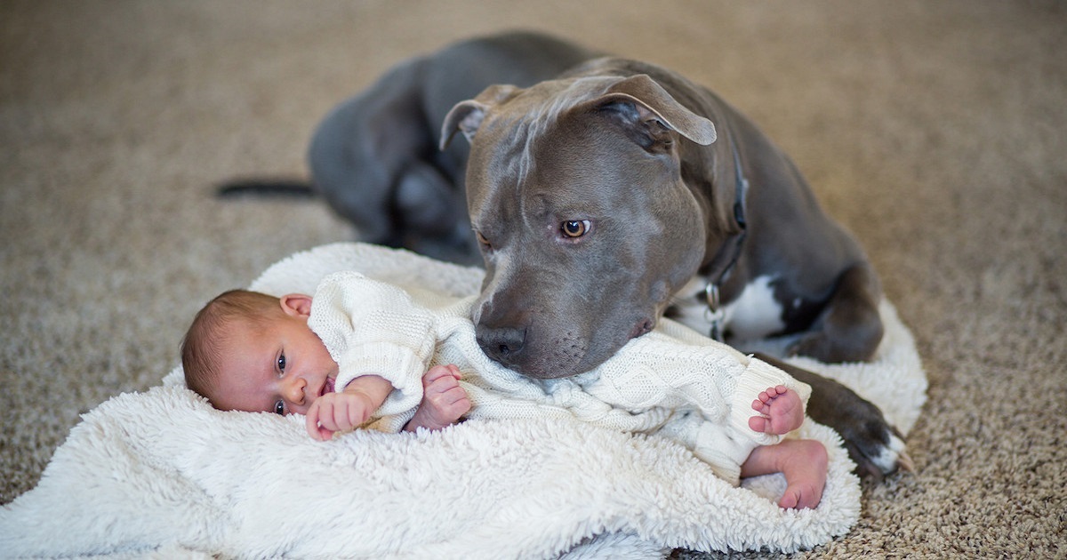 A Pit Bull And A Little Girl Form An Amazing Bond