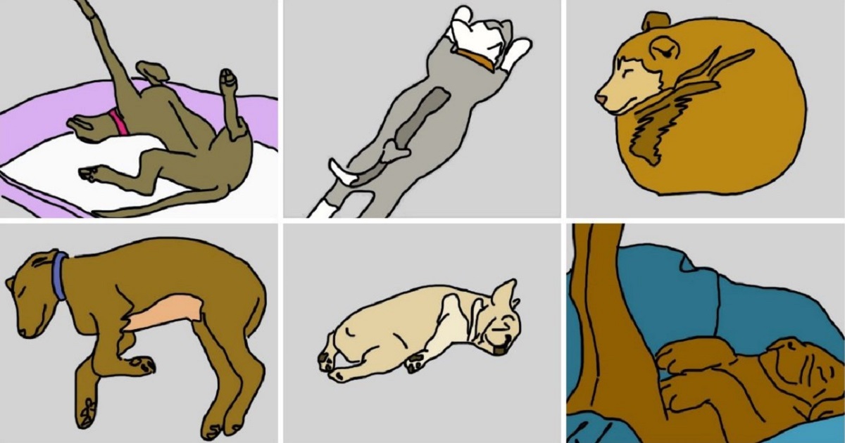 6 Doggy Sleeping Positions That Will Tell You A Lot About Your Beloved Pup
