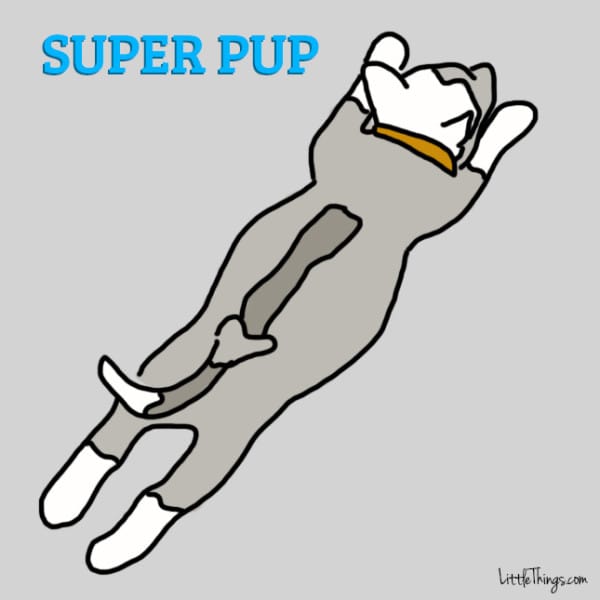 different dog sleeping positions