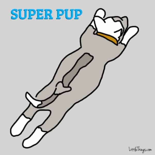 different dog sleeping positions