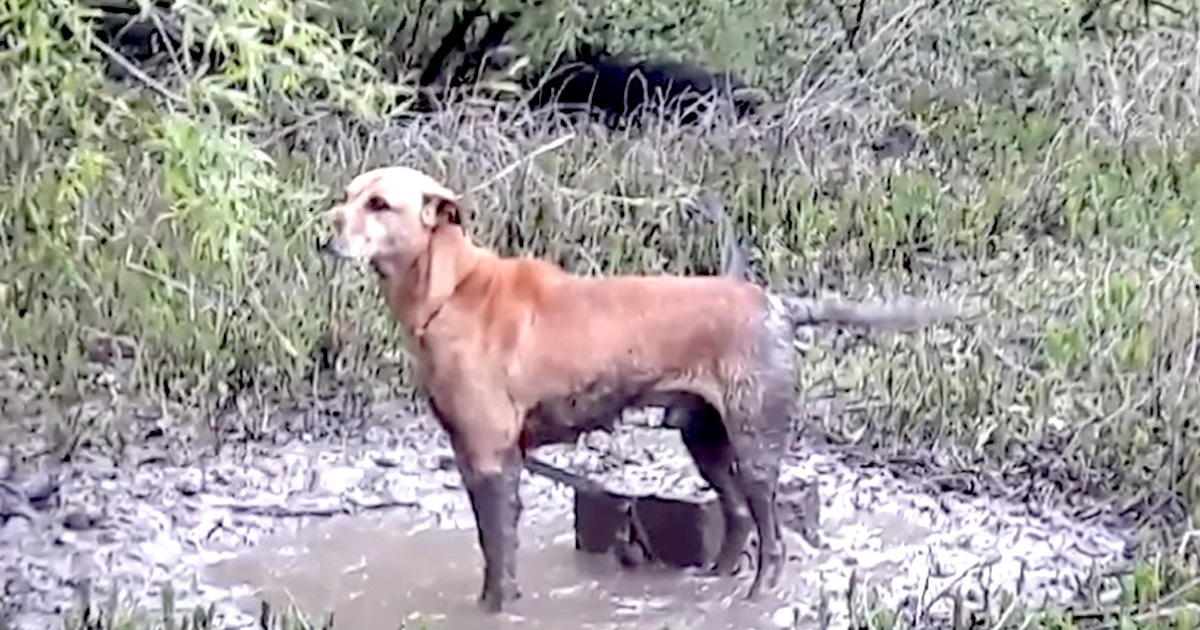 Rangers Hear Animal Crying In Marshy Area, Then Find Shivering Dog Chained To Cinder Block