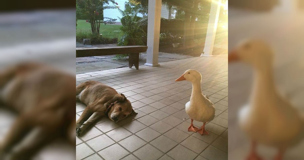 Grieving Dog’s Heart Is Healed When A Little White Duck Waddles Into His Life