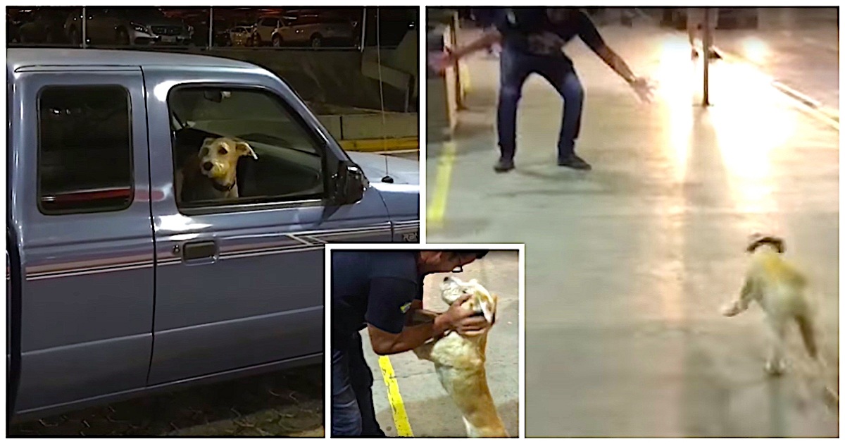 Dog Leaps Out Of Truck Window And Frantically Charges At Dad He Hasn’t Seen In 10 Days