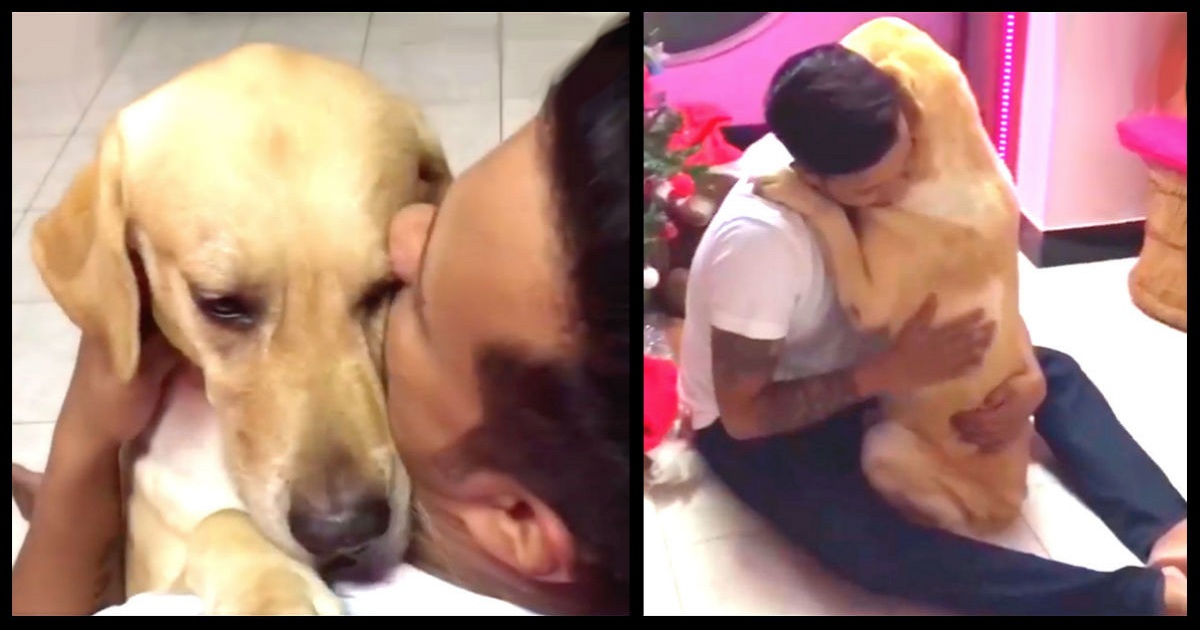 Labrador Clings To Owner In Emotional Hug After Surgeon Removes Lump From His Neck