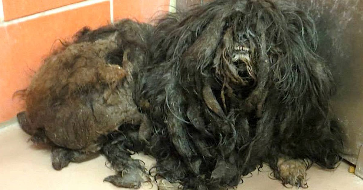 Homeless Dog Gets Her First Groom In Years And Looks Completely Unrecognizable