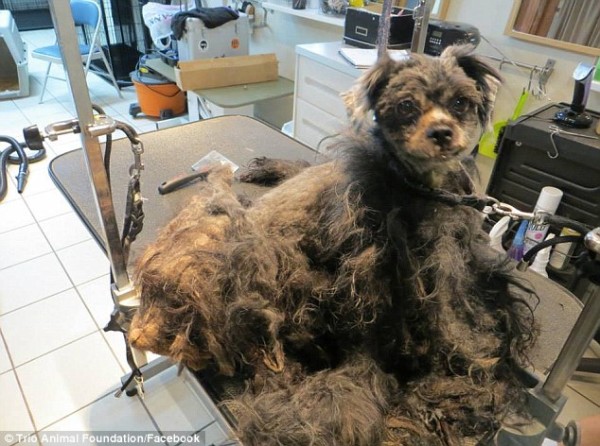 Homeless Dog Gets Her First Groom In Years And Looks Completely Unrecognizable