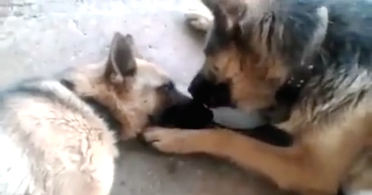 Father Dog Tenderly Licks Mom After She Gave Birth To Puppies