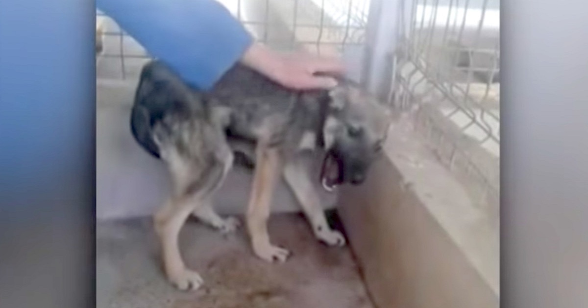 Abused Dog Shrieks In Fear Of Rescuers. Then The FBI Gets Involved With Finding Animal Torturers