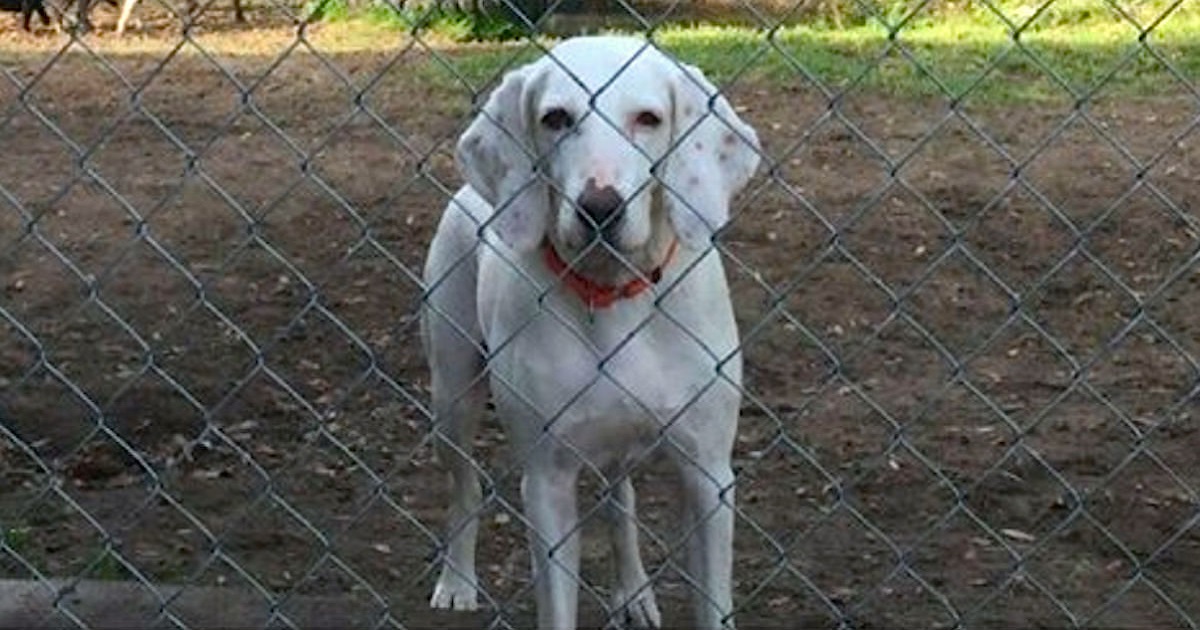 Same Dog Is Returned To Shelter 11 Times Before Staff Discovers He’d Already Found His Home