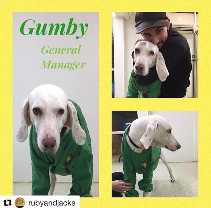 gumby shelter 11 times
