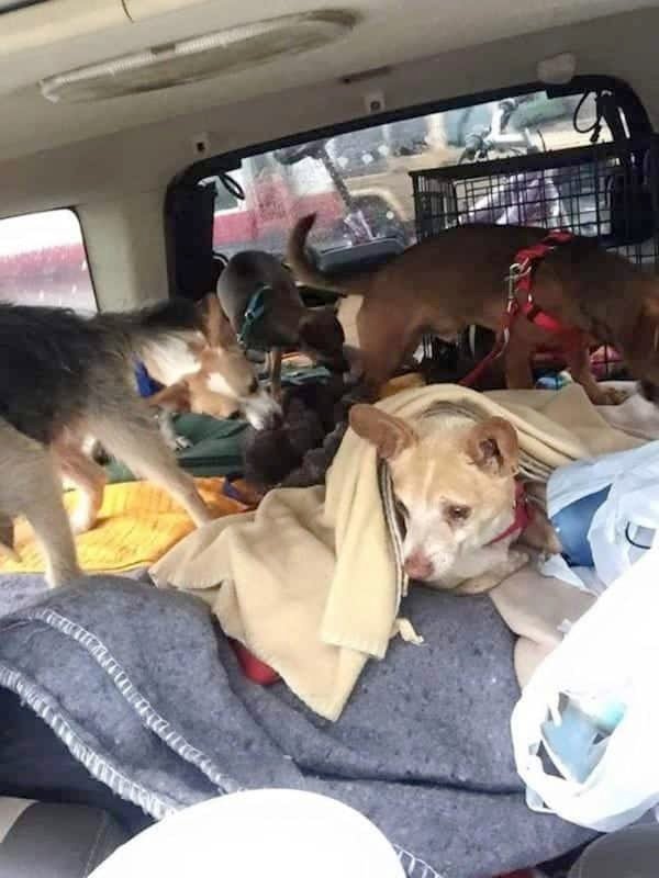 homeless man saves stray dogs