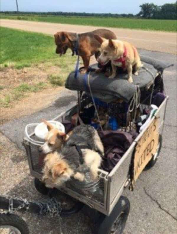 homeless man saves stray dogs