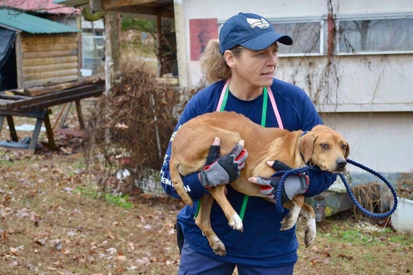 homeless man saves stray dogs