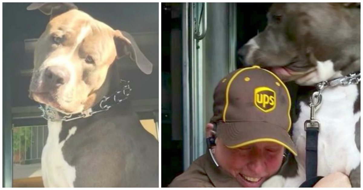Friendly Pit Bull Always Greets UPS Driver. When His Owner Dies, She Decides To Adopt Him