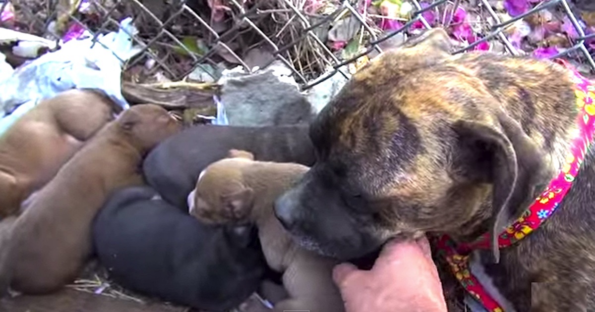 He Finds An Exhausted Mom, Now Watch What Happens When He Touches Her Puppies