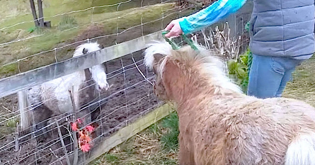 Mini Horse Is Rescued After 6 Years Of Abuse, Then Realizes She’s Reuniting With Her Son