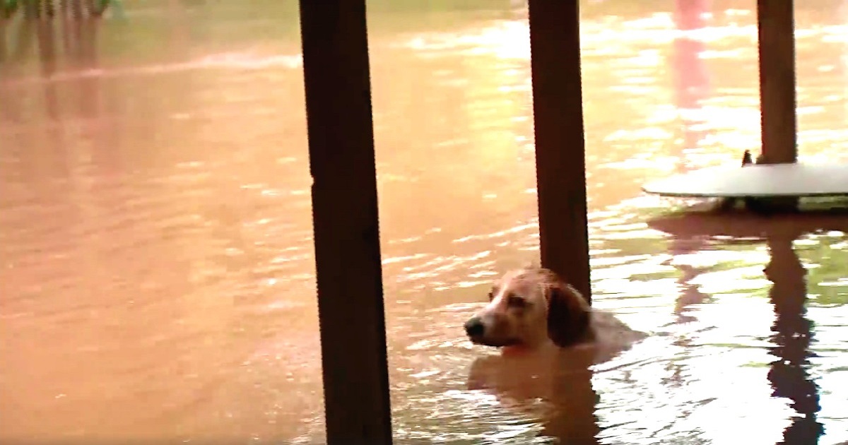 Helpless Dog Left Chained To A House During Historic Flooding Gets Rescued By A News Crew