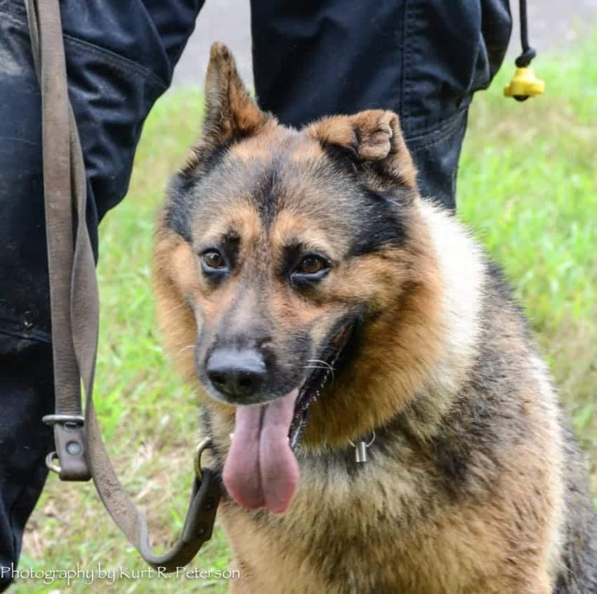 officer says goodbye to k9 partner