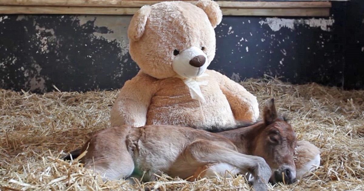 Abandoned Baby Horse Misses Mom, Then They Put A Teddy Bear In His Stable
