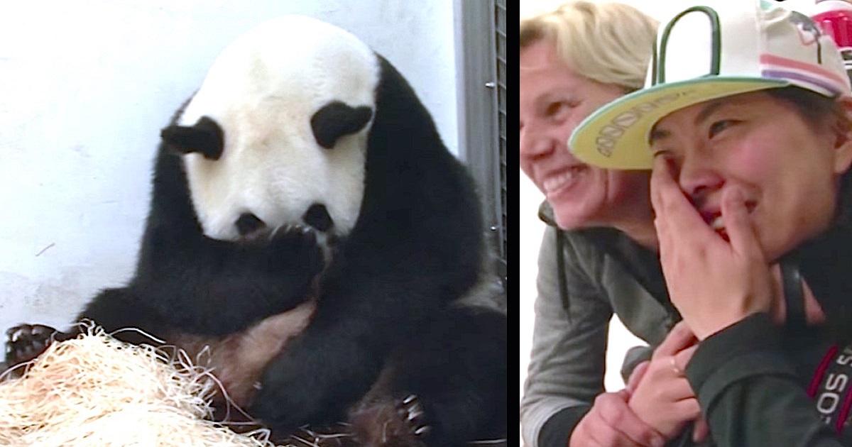 Pregnant Panda Gives Birth On Camera, But When She Lifts Paw To Reveal Baby, Keepers Sob