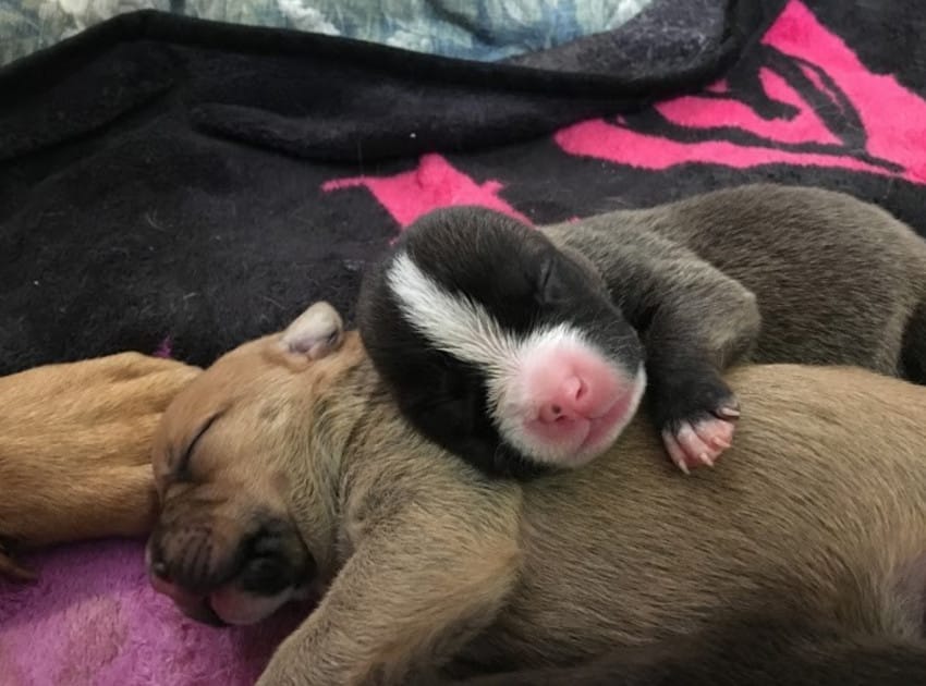 pitbull mom and newborn puppies abandoned