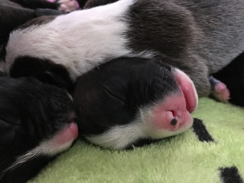 pitbull mom and newborn puppies abandoned