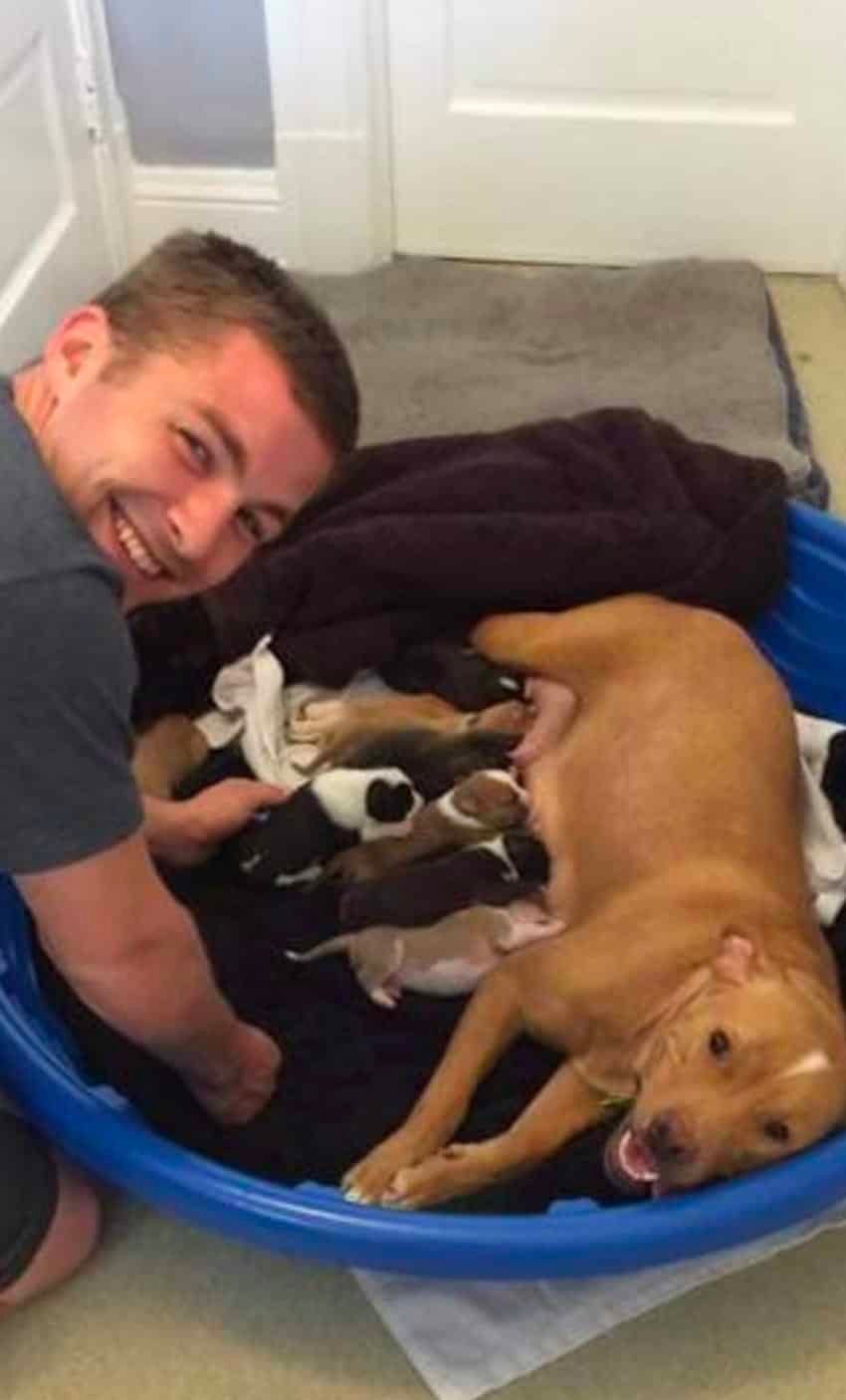 pitbull mom and newborn puppies abandoned