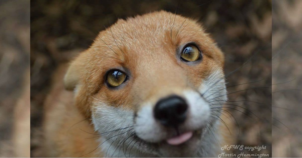 Tiny Red Fox Is Too Tame For The Wild, So She Moves In With Her Favorite People