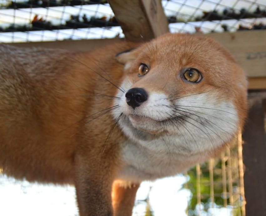 pudding tiny red fox