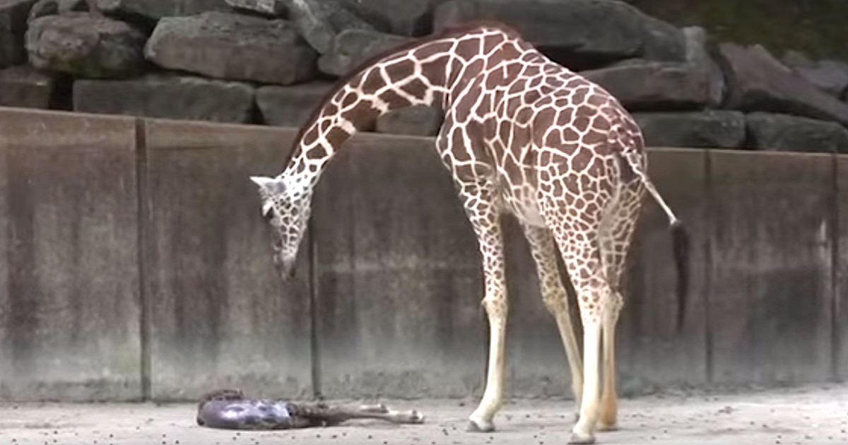 Mama Giraffe Waits For Exhausted Newborn Baby To Show Signs Of Life