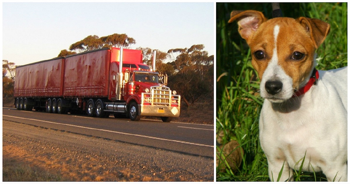 Truck Driver Pulls Over To Save Tiny Stray, Then Dog Leads Him Into The Woods