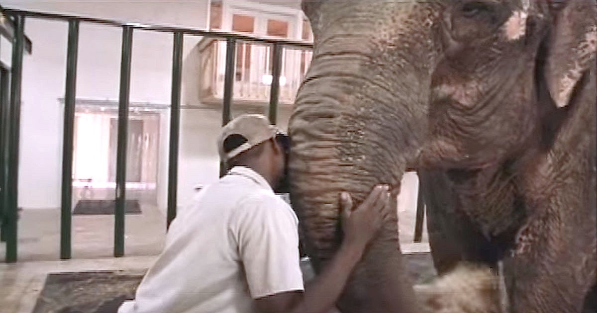 Zookeeper Finally Sees His Elephant Free After 50 Years In Captivity